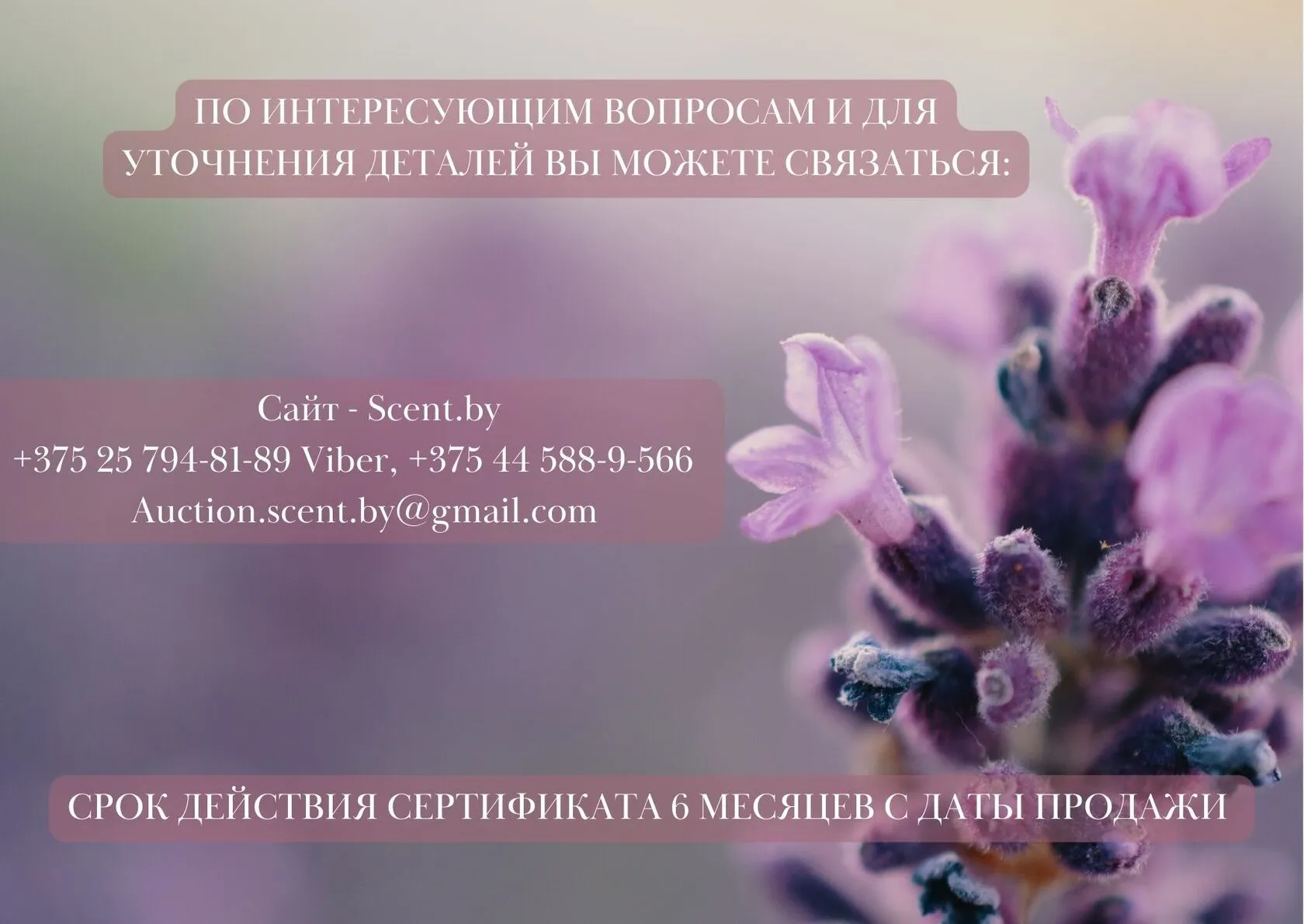 Подарочный сертификат 100 руб 2